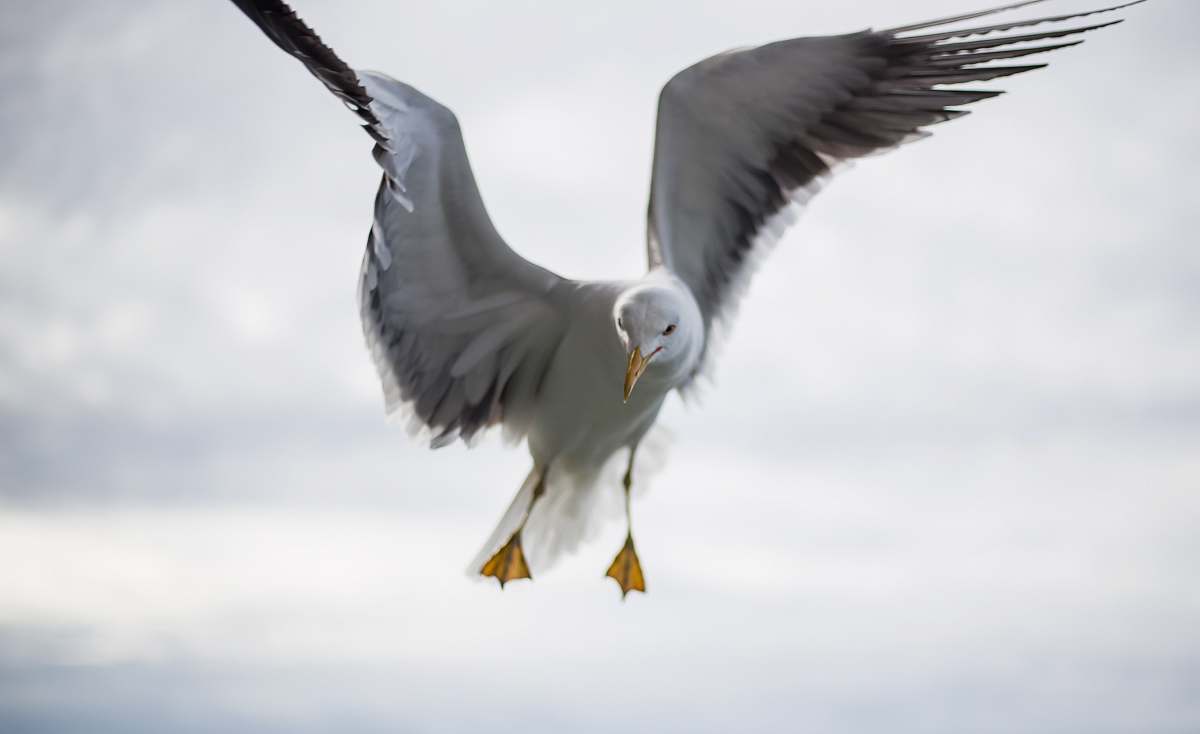 bird bald eagle flying