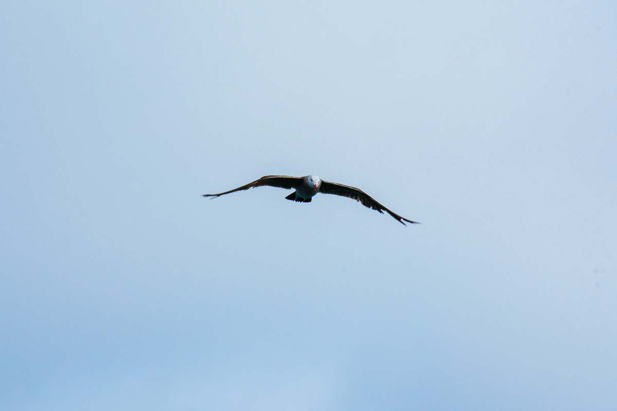 bird bald eagle flying during daytime flying