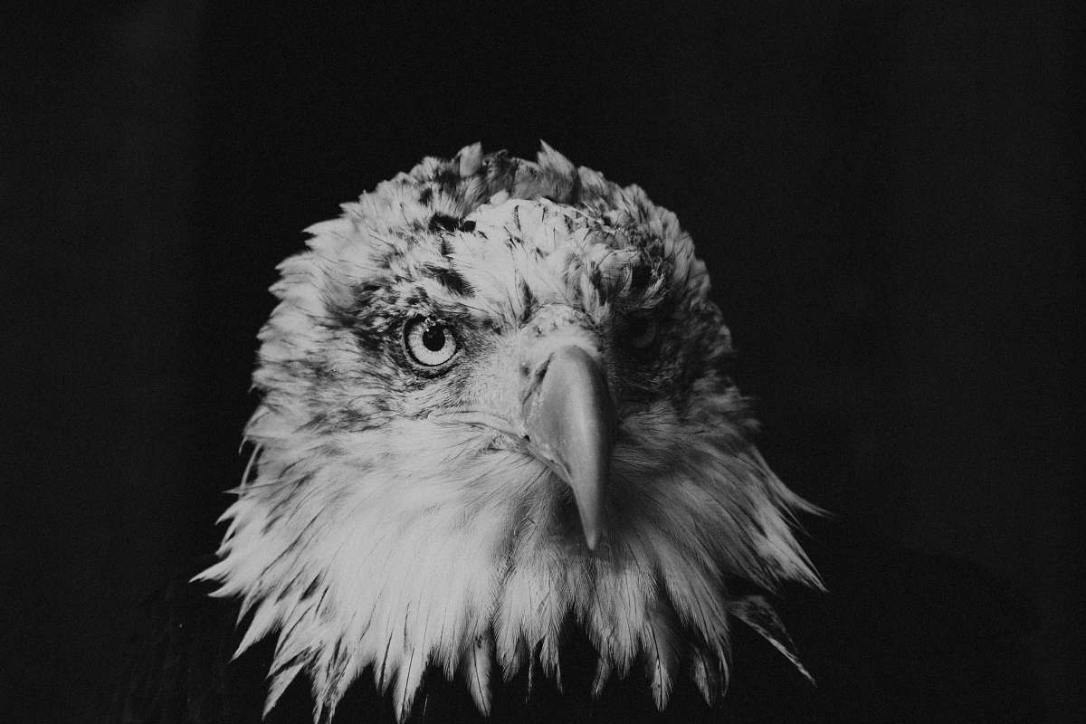 bird bald eagle greyscale photography black-and-white