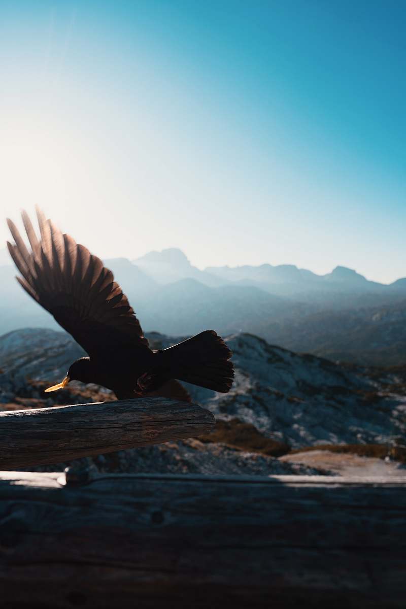 bird bald eagle on flight eagle