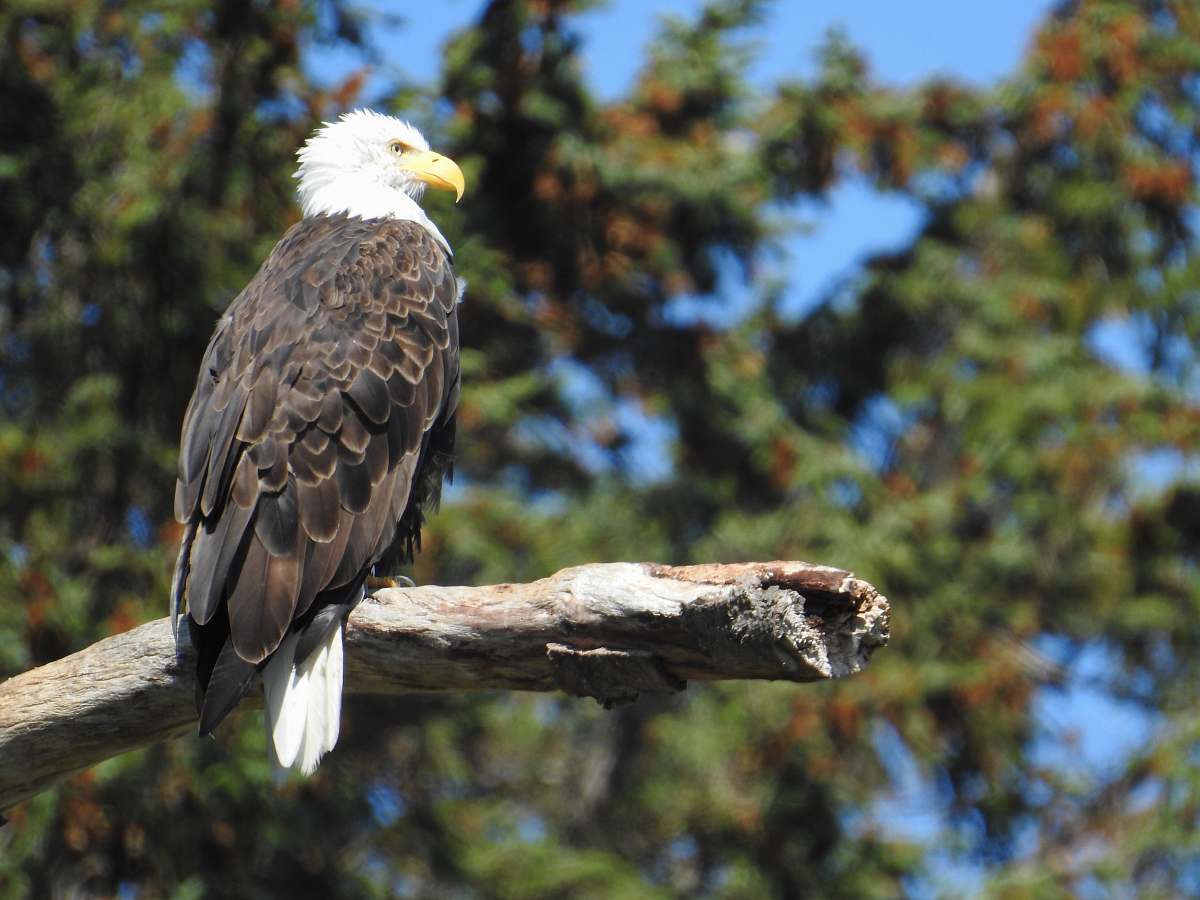 bird bald eagle standing on tree branch eagle