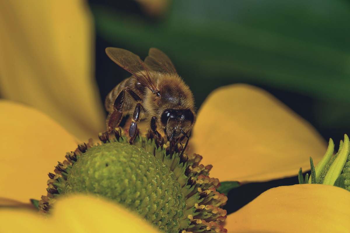 apidae bee on flower bee