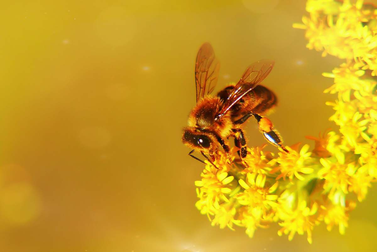 invertebrate bee on yellow flower insect