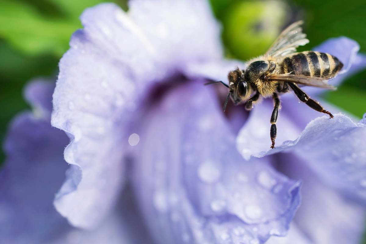 apidae bee onflower bee