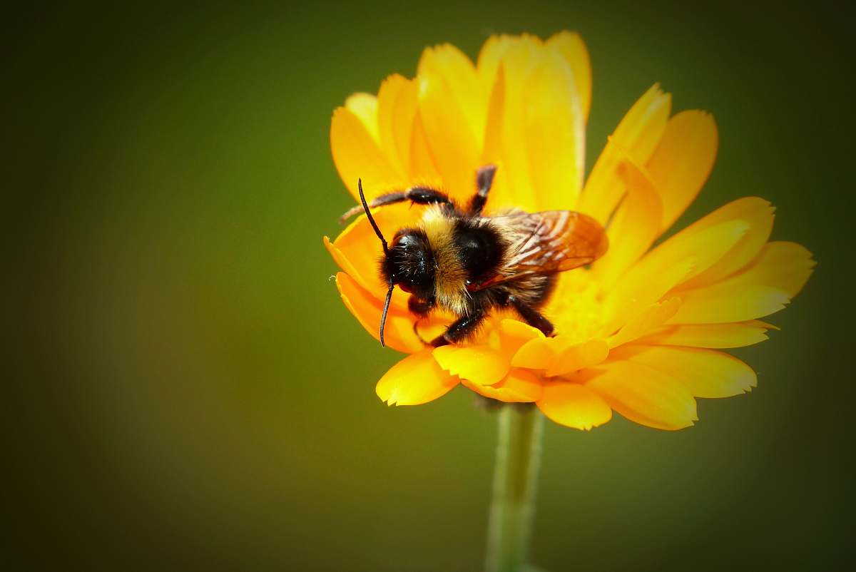 apidae bee perching on yellow flower bee