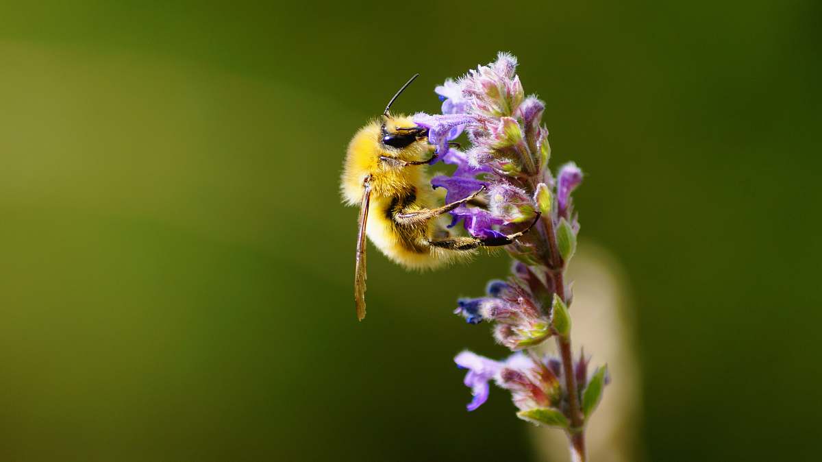 apidae bee pollinating on flower bee