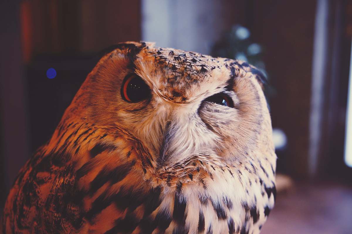 bird beige and black owl brown