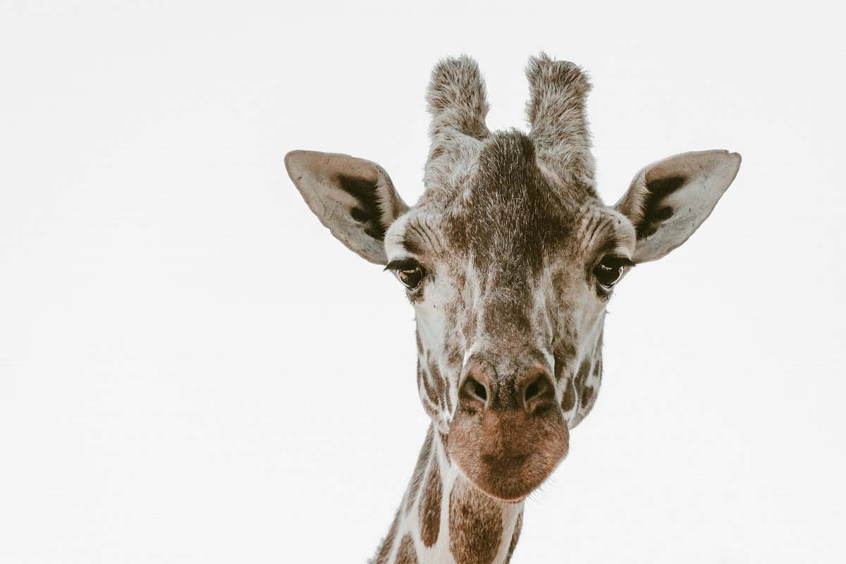 mammal beige and brown giraffe head wildlife