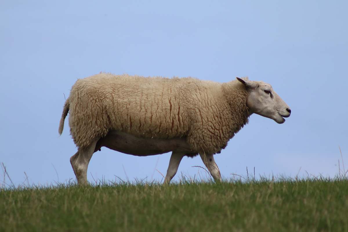 mammal beige sheet on grass field sheep