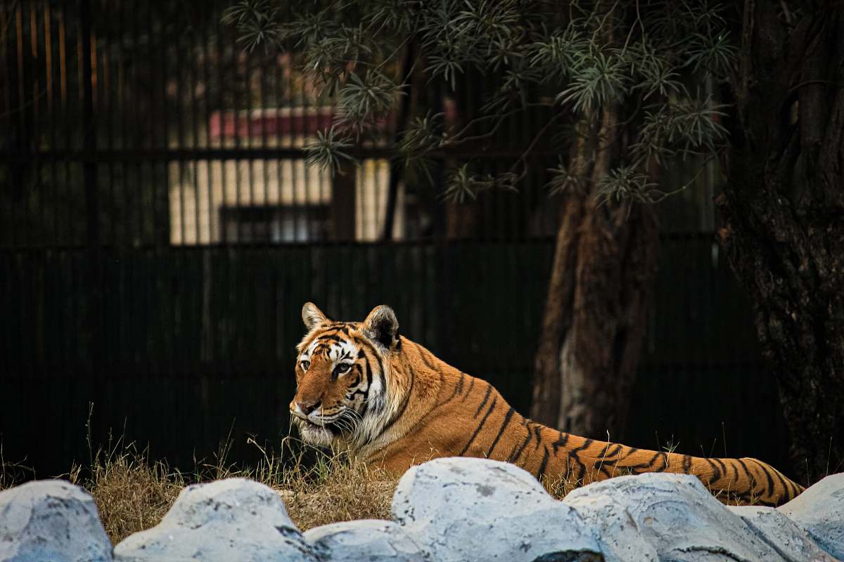 wildlife Bengal tiger lying down on a rock mammal