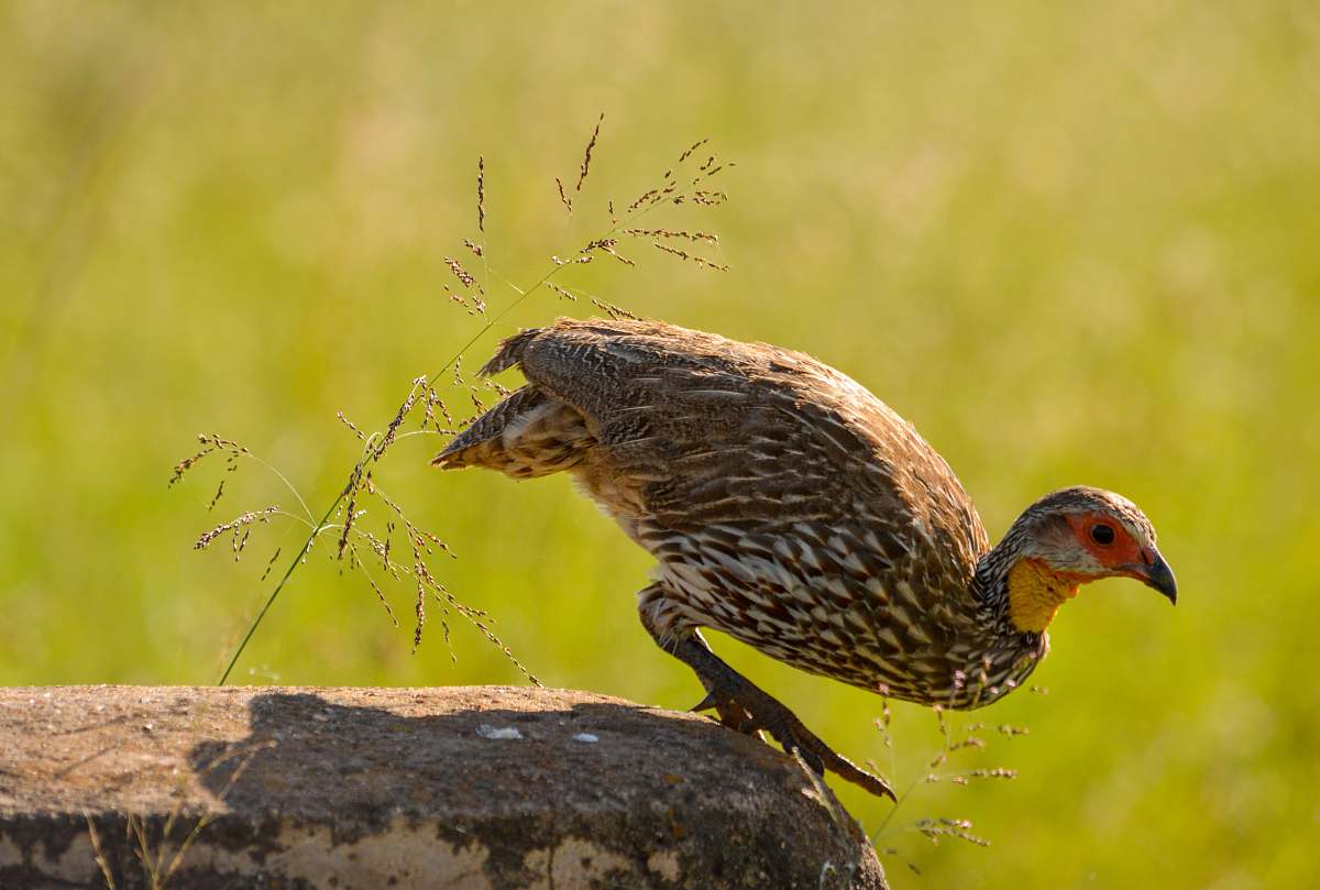 bird bird about to fly nairobi national park