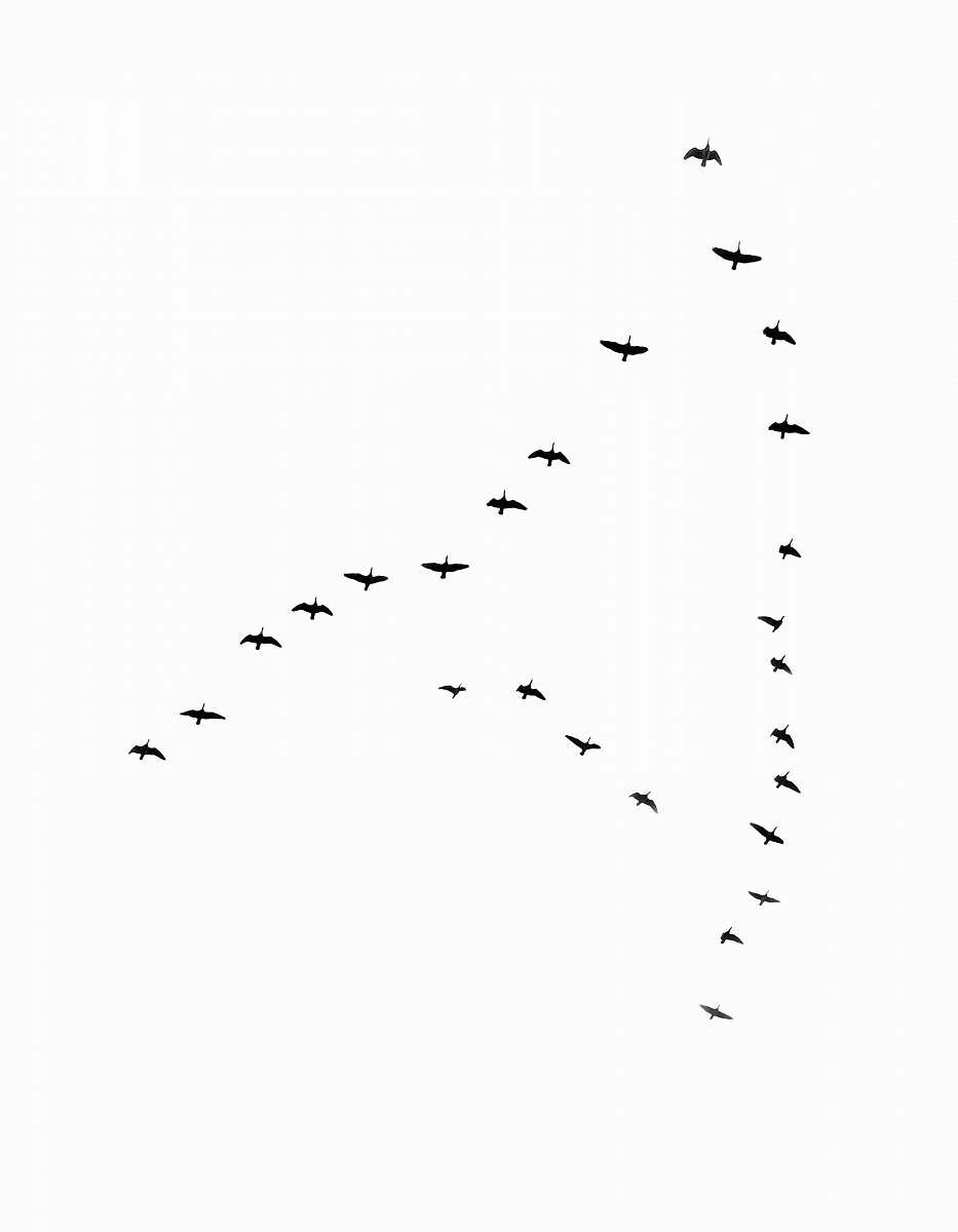black-and-white bird at flight flock