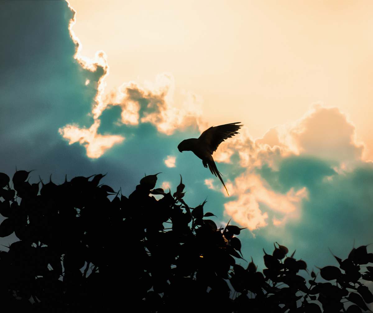 bird bird flying above plants during day silhouette