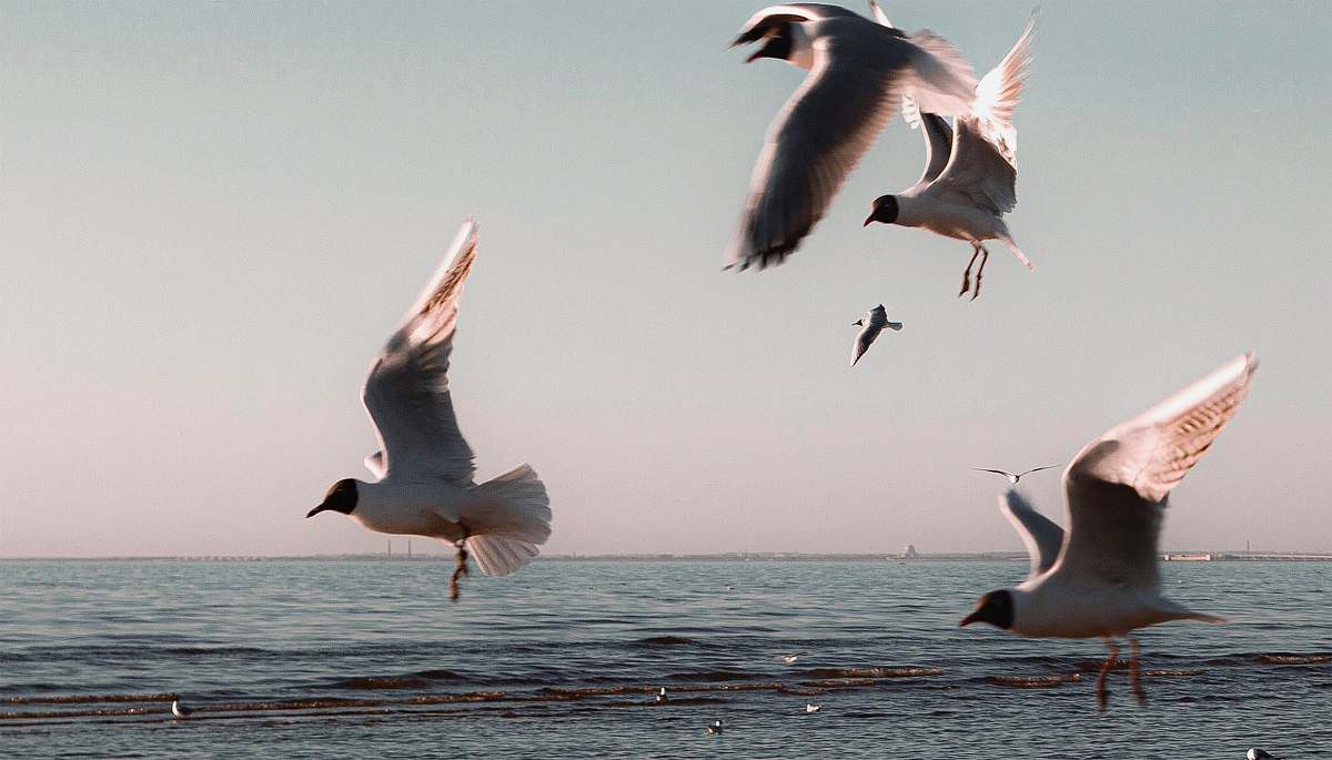bird bird flying near clam body of water flying