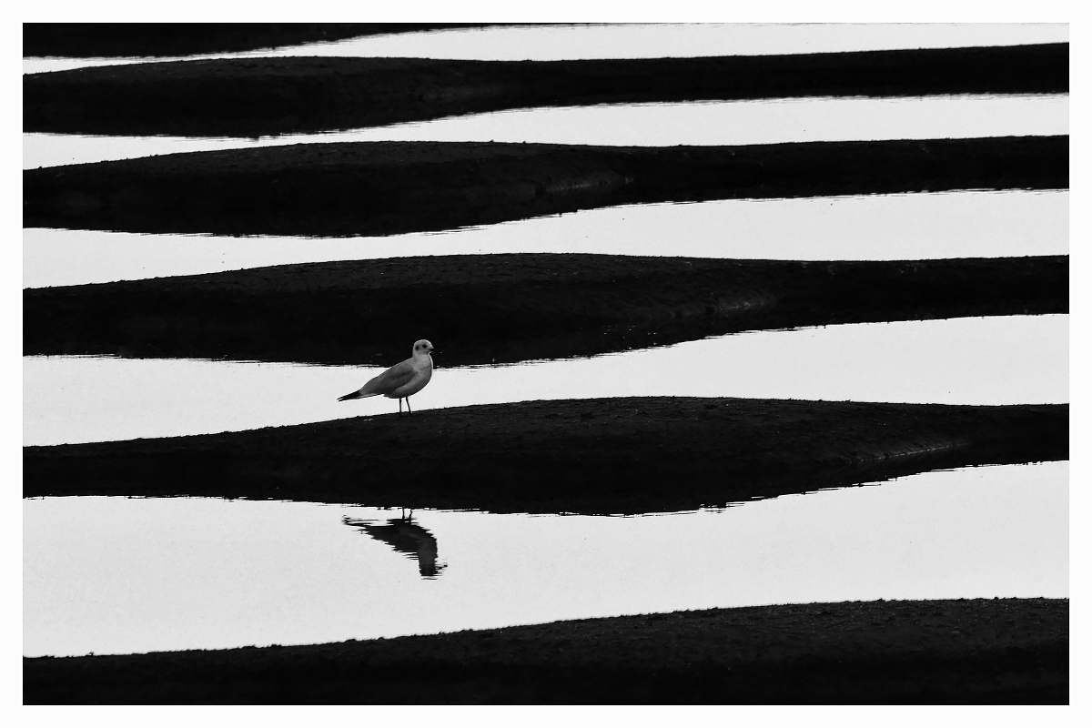 bird bird in a soil lot grey-scale photography black-and-white