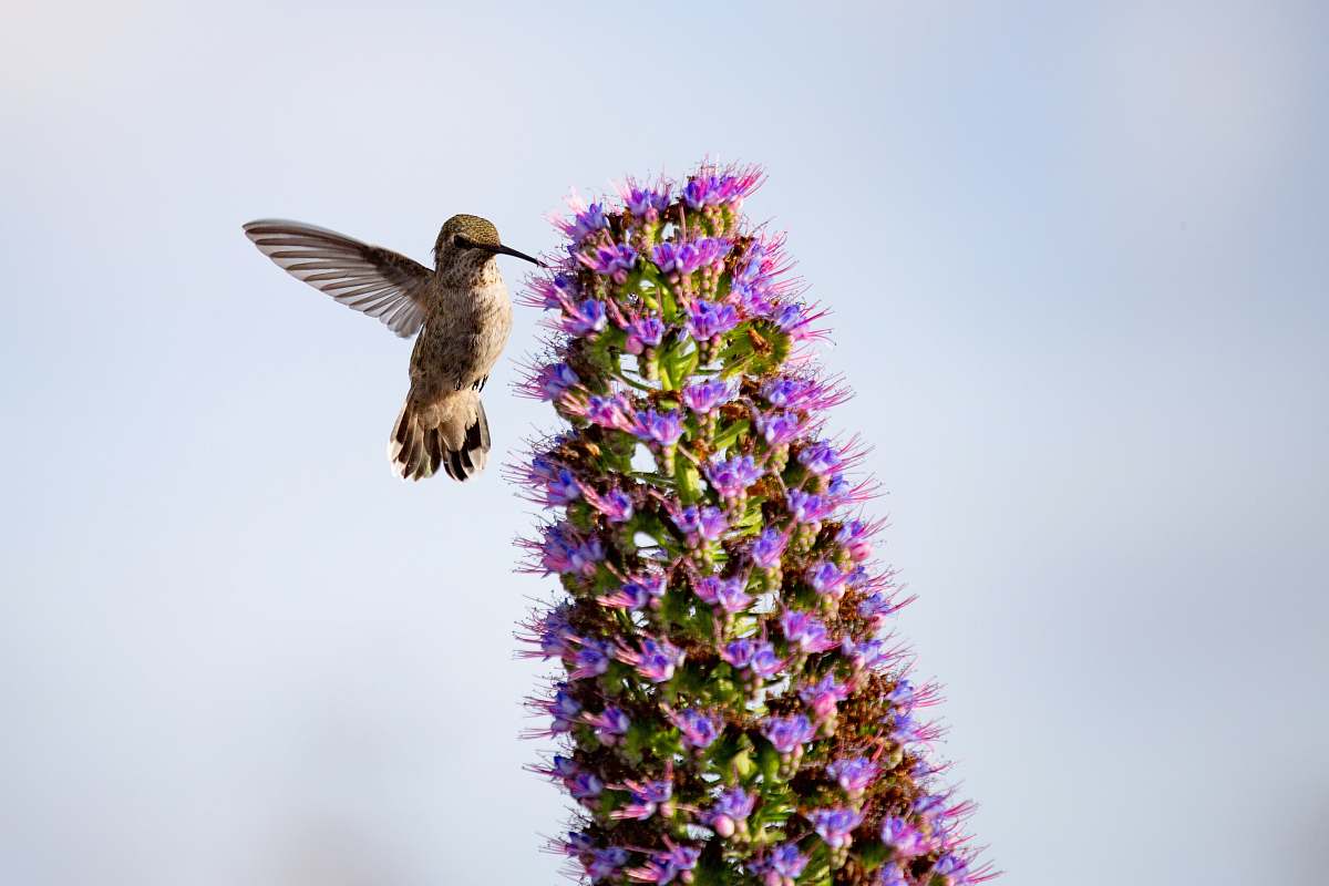 bird bird near purple petaled flowers hummingbird