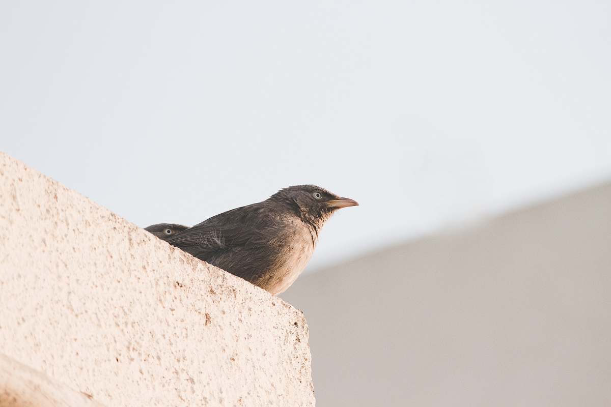bird bird near white painted wall at daytime india