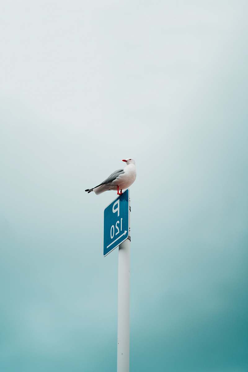 bird bird on blue and white metal road sign seagull