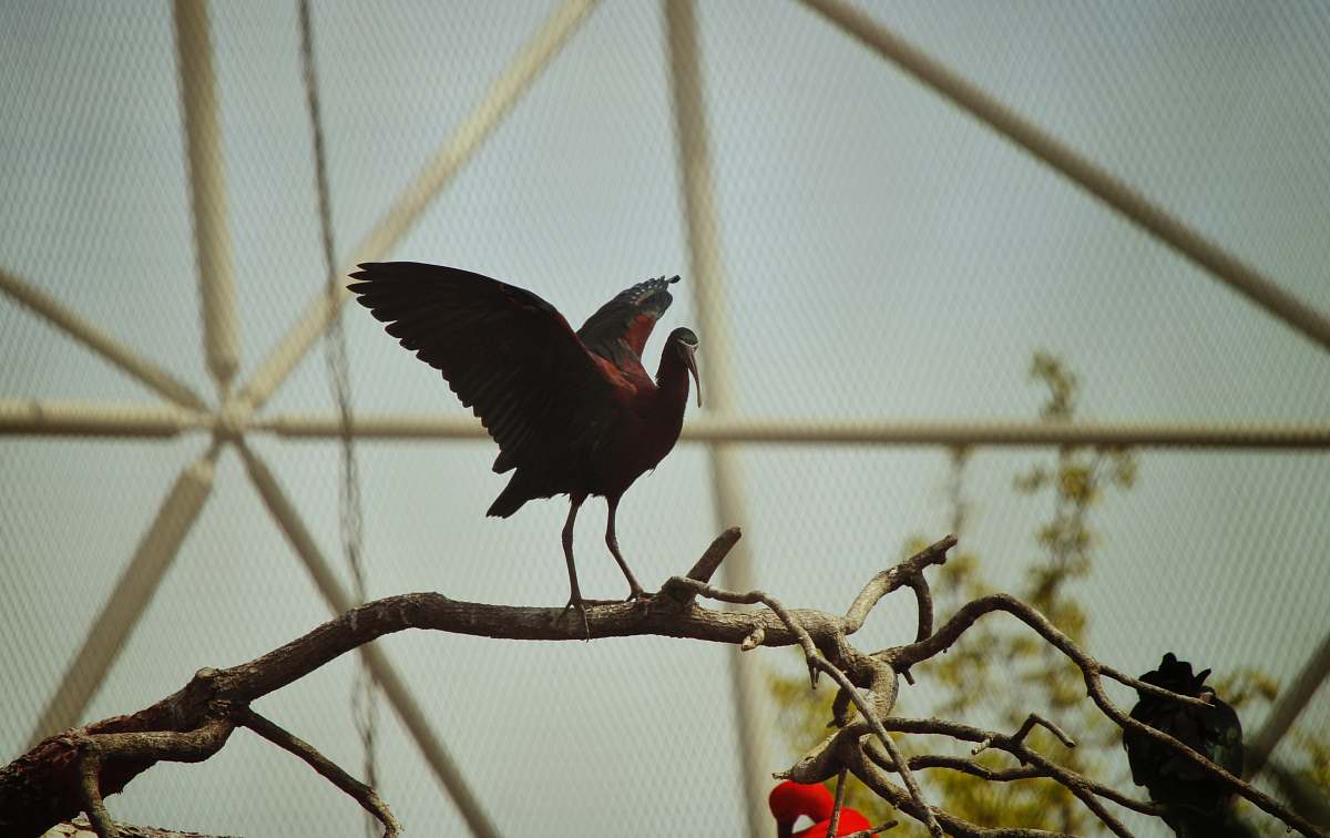 bird bird on branch during daytime anhinga