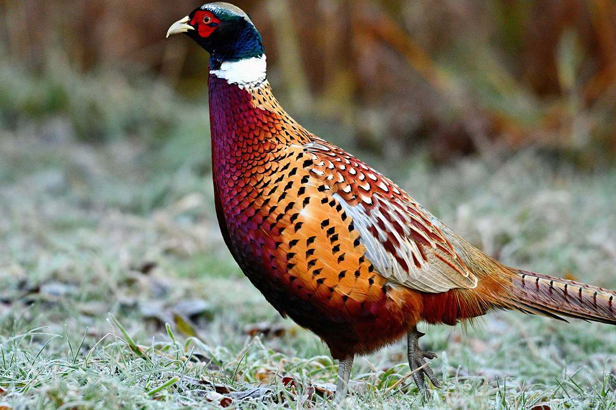 bird bird on grass pheasant
