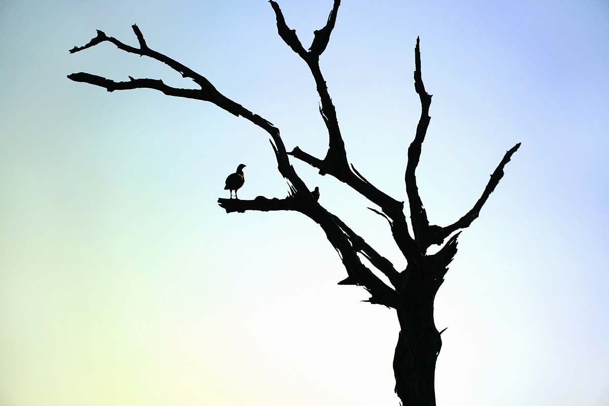 bird bird on leafless tree silhouette