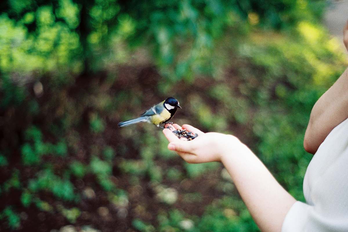 bird bird on person's right palm jay