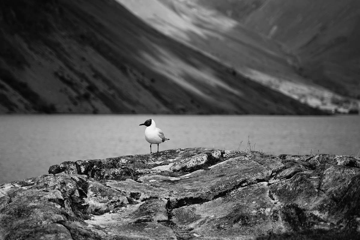 bird bird on roack black-and-white