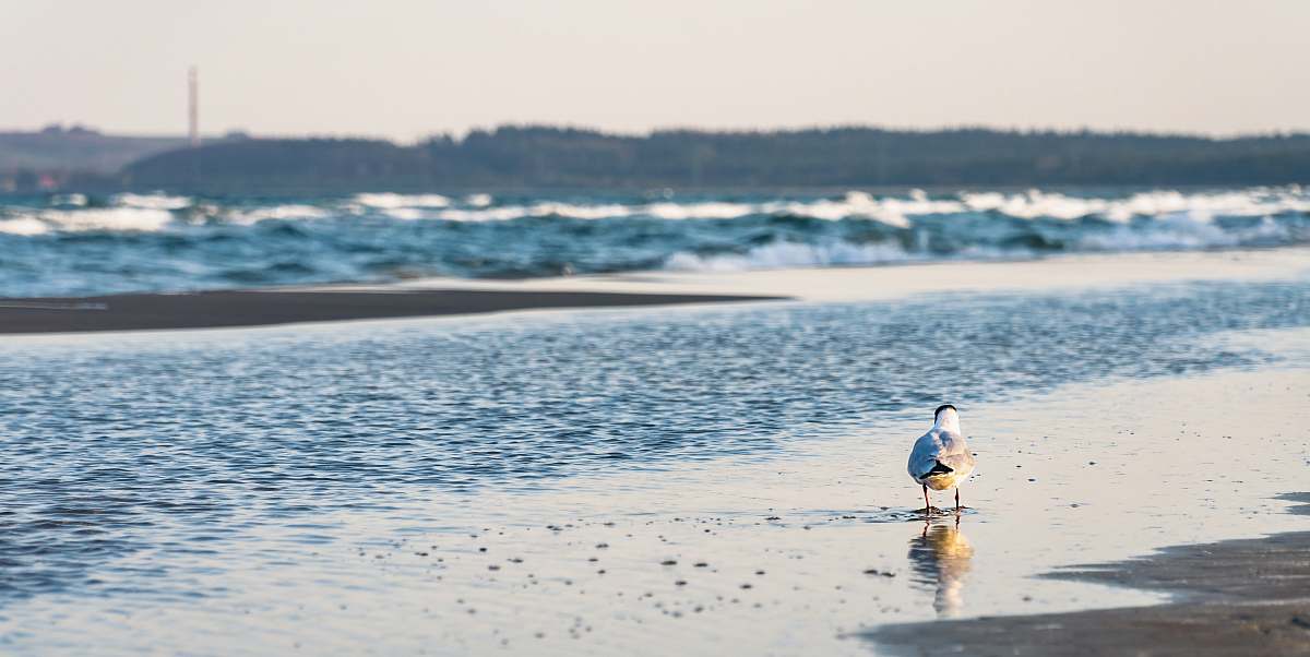 bird bird on shore water
