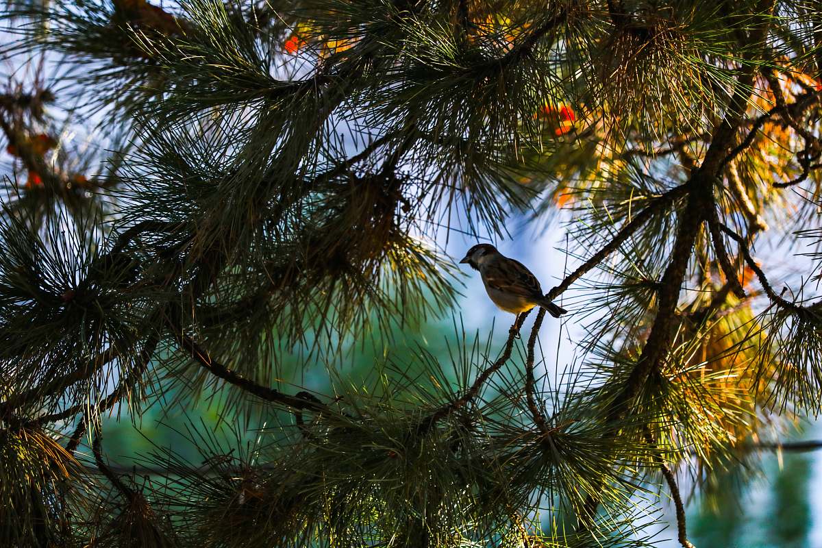 bird bird on tree brance plant