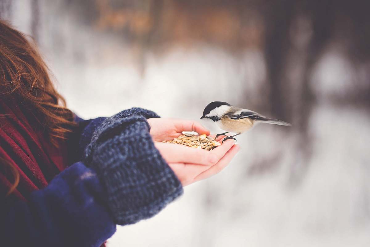 bird bird on woman hand with feeds person