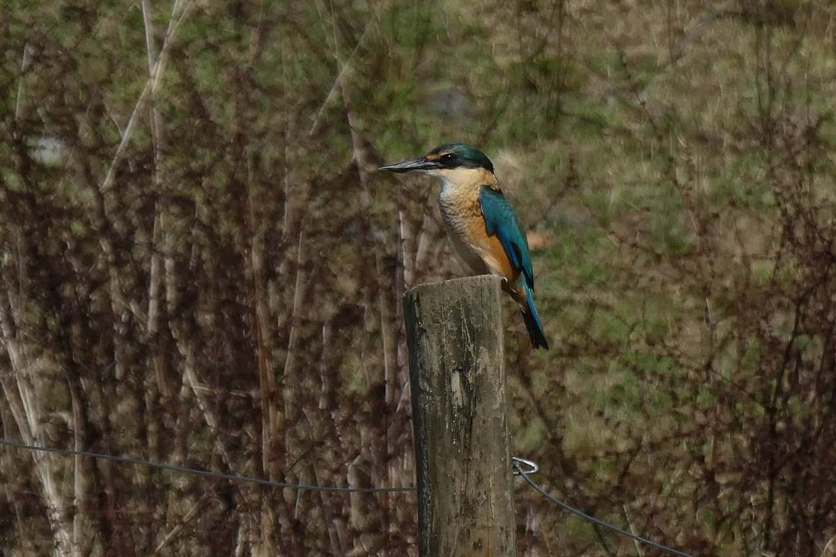 bird bird on wood jay