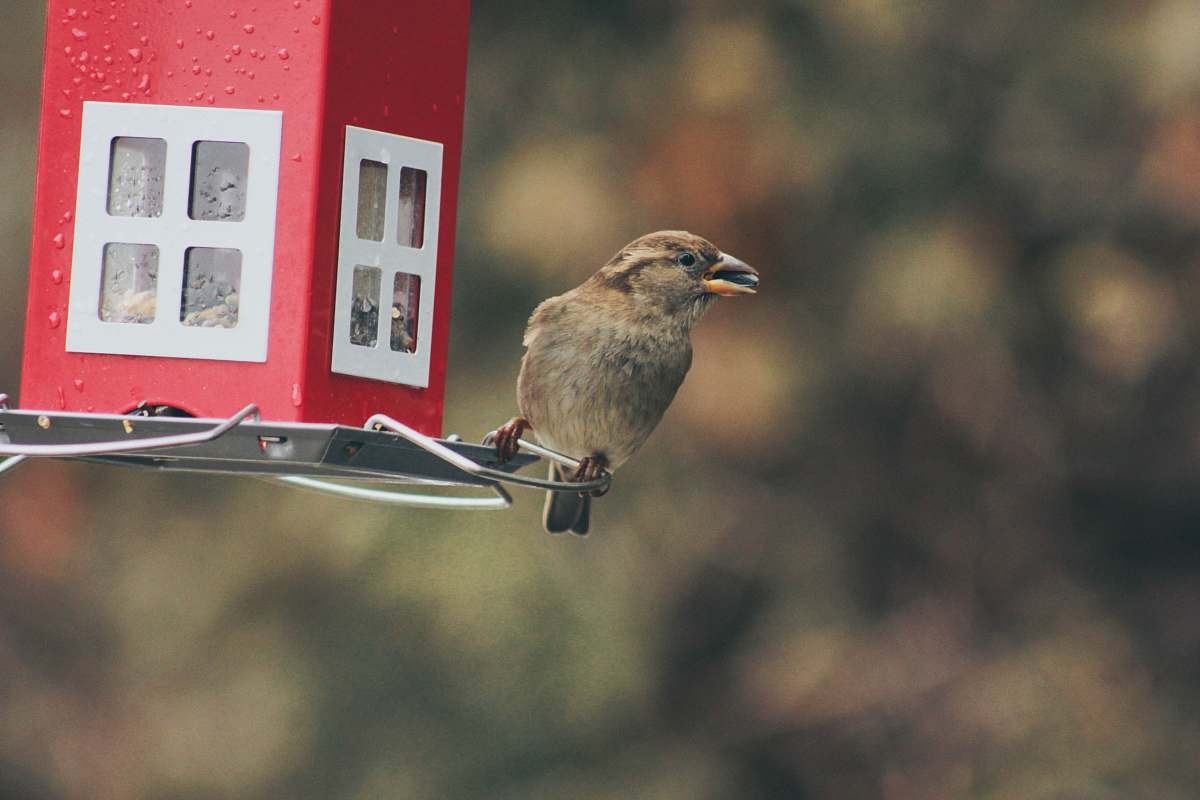 bird bird pearched beside lantern bird feeder