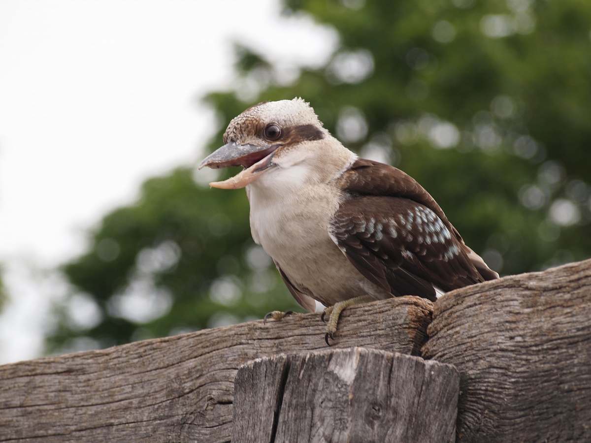 bird bird perched on brown wood buzzard
