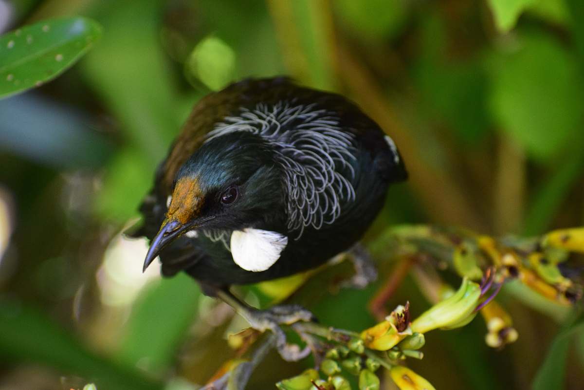 bird bird perched on tree branch beak