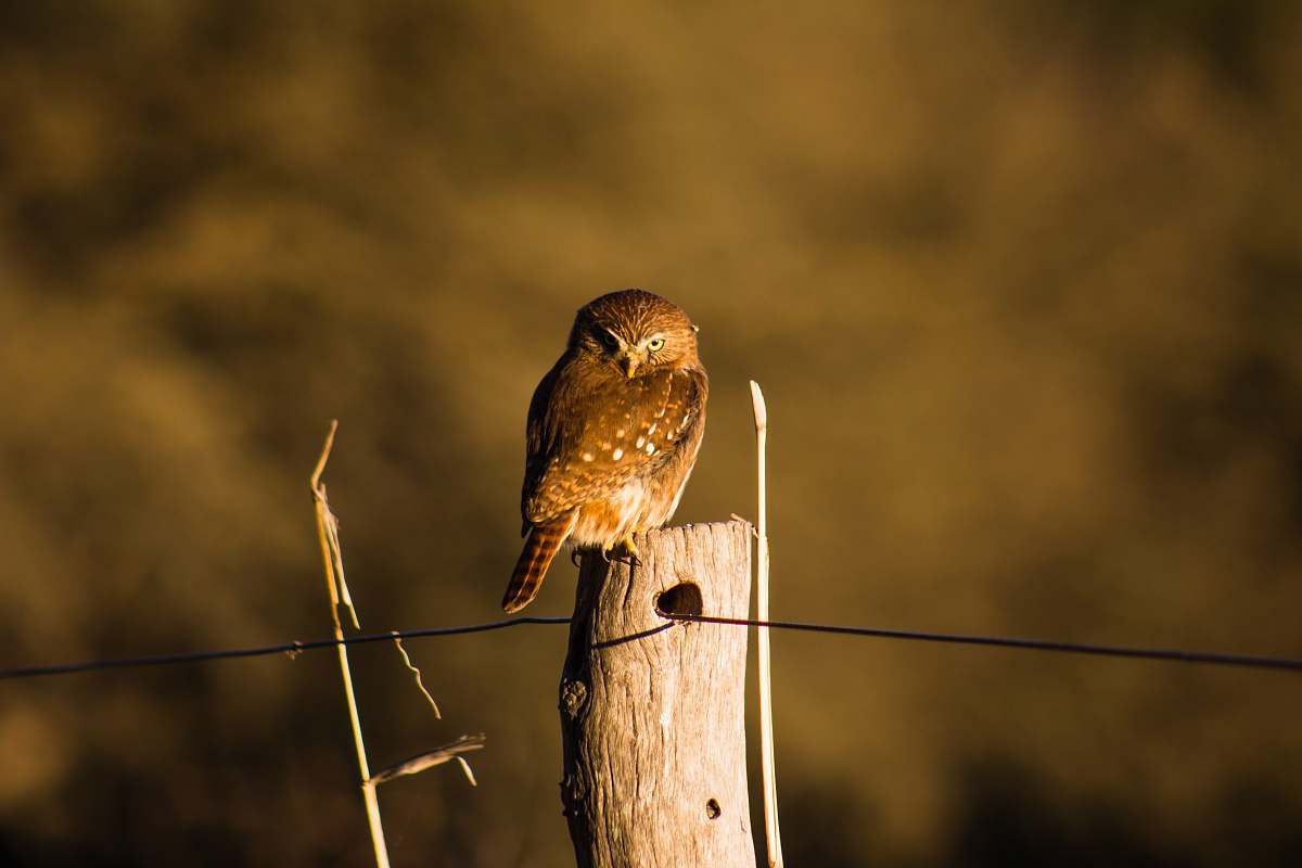 bird bird perched on wood accipiter