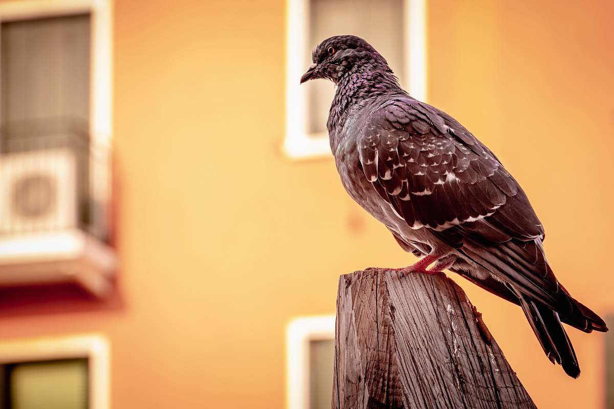 bird bird perched on wooden post dove