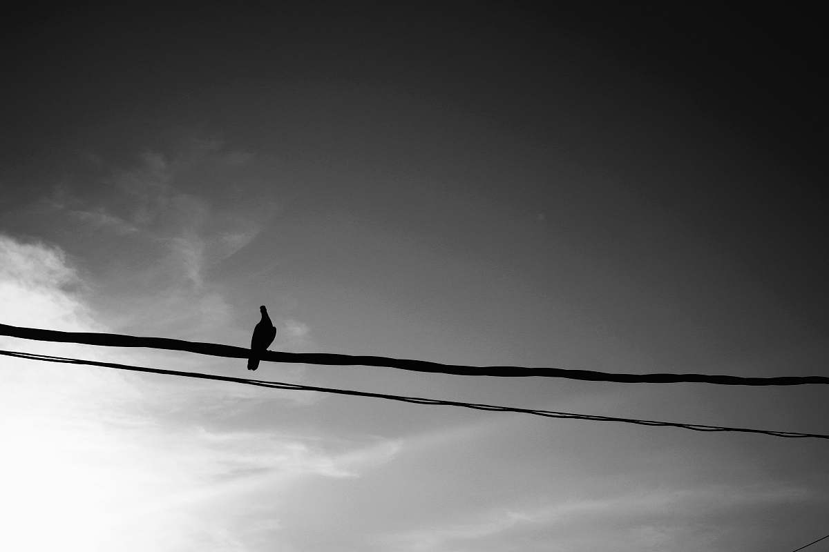 bird bird perches on cable black-and-white