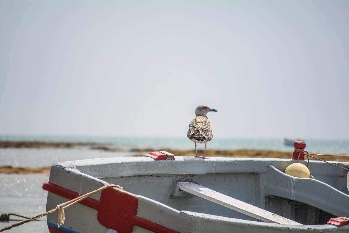 bird bird perching on wooden boat water