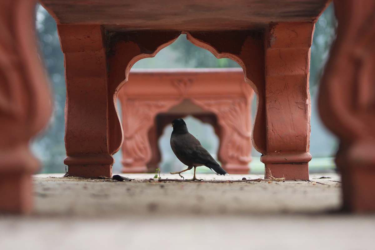 bird bird under bench during daytime crow