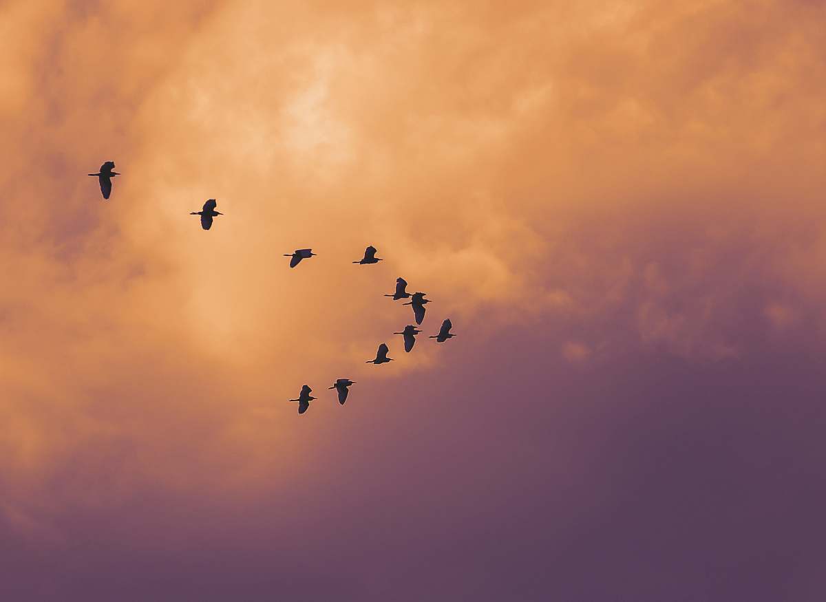 bird birds flying on sky flying