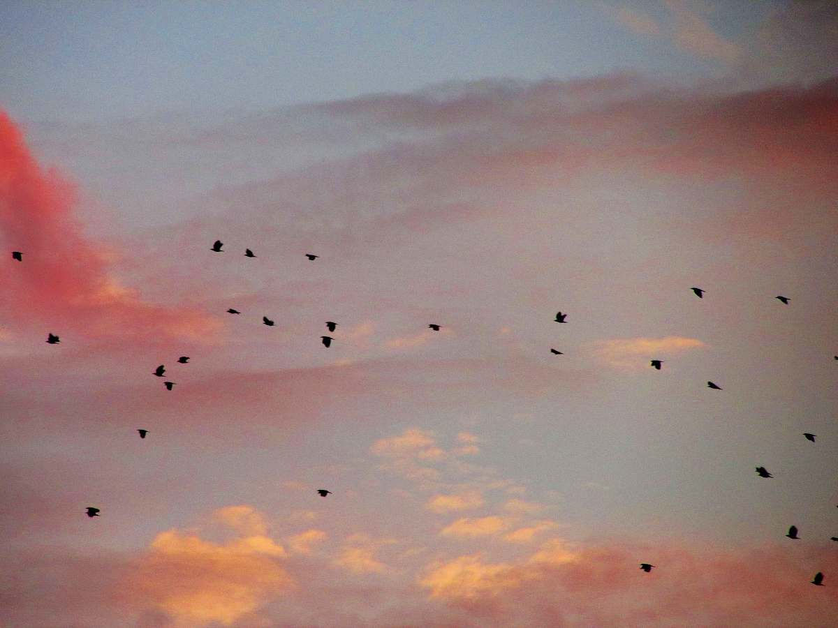 bird birds in flight among clouds flock