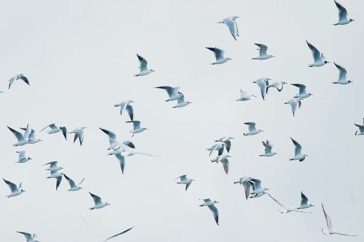 bird birds in flight flock