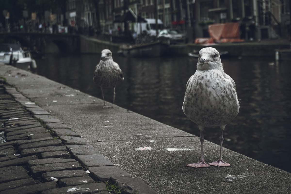 bird birds near river grey