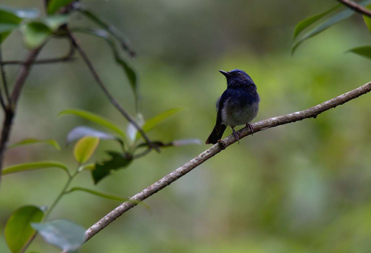 bird black and blue bird jay