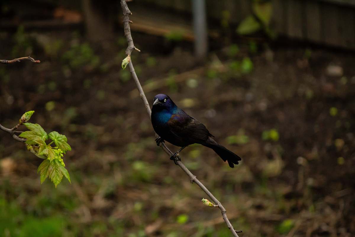 bird black and blue bird perching on tree branch during daytime jay