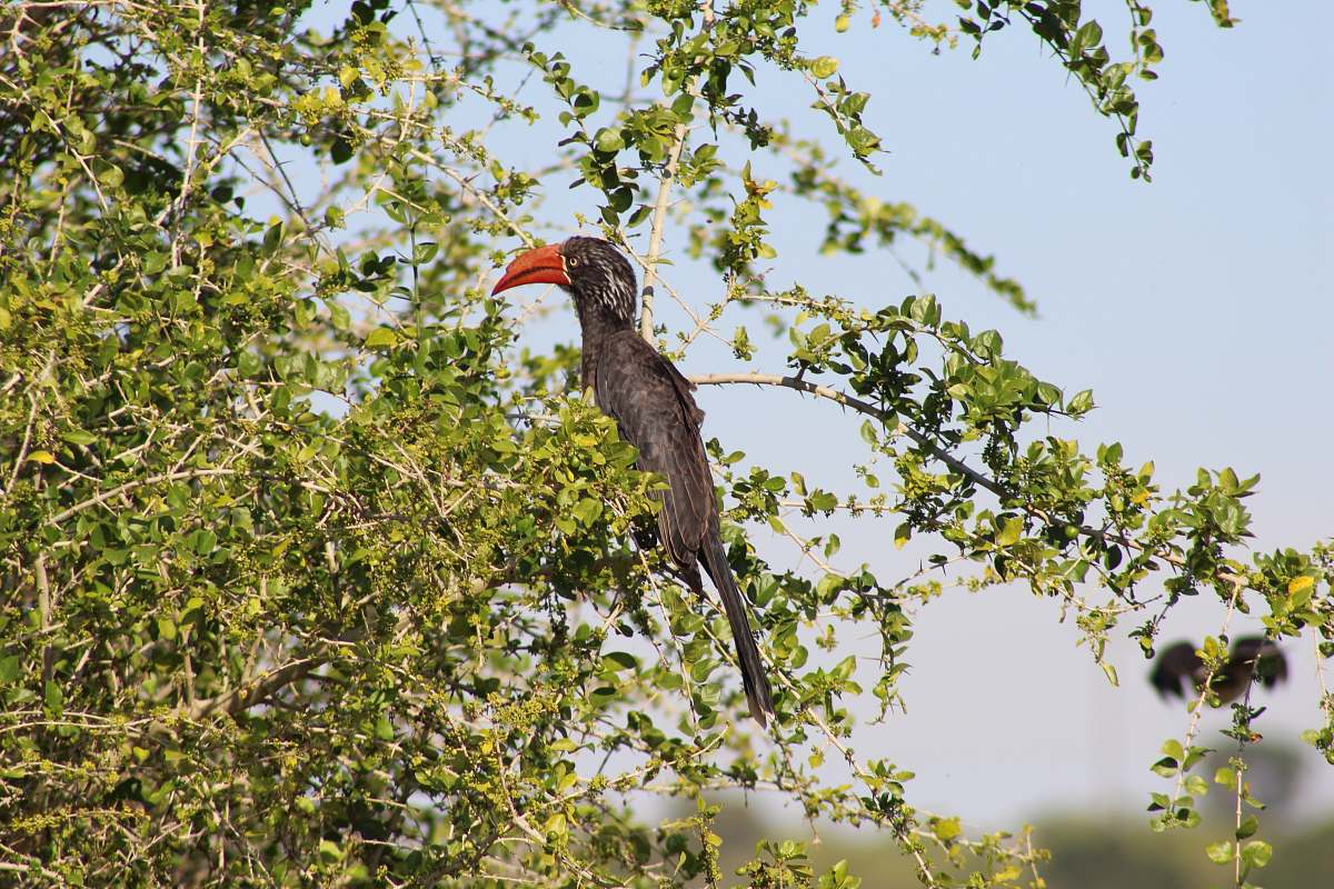 bird black and brown bird on a tree during daytime plant