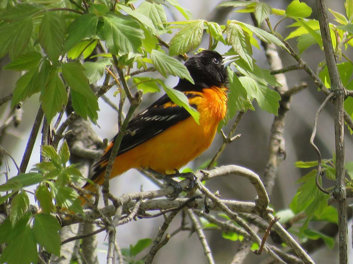bird black and brown bridge perching on tree branch green bay