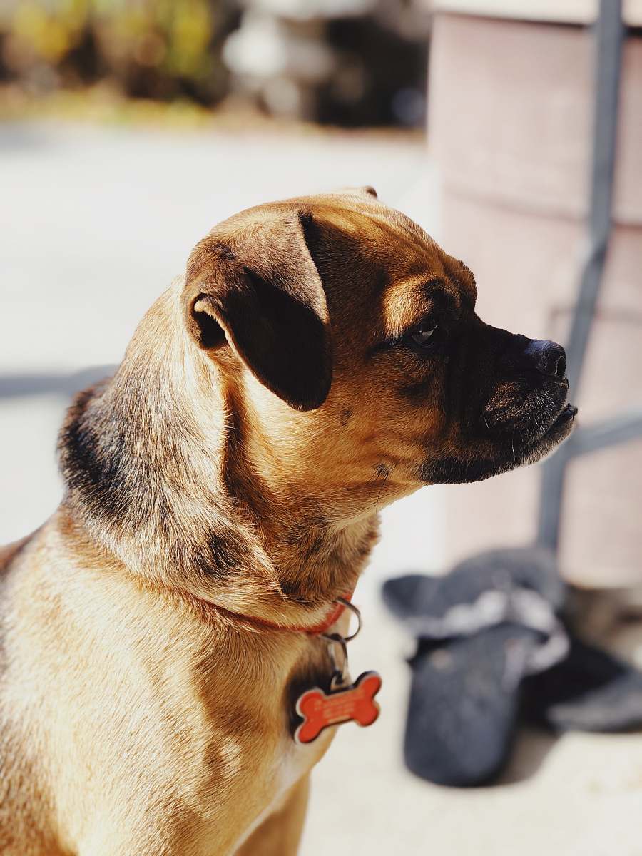 dog black and brown short-coated puppy canine