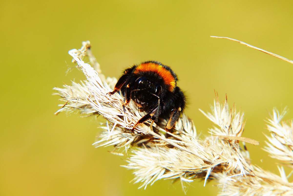 apidae black and brown spider on flower bee