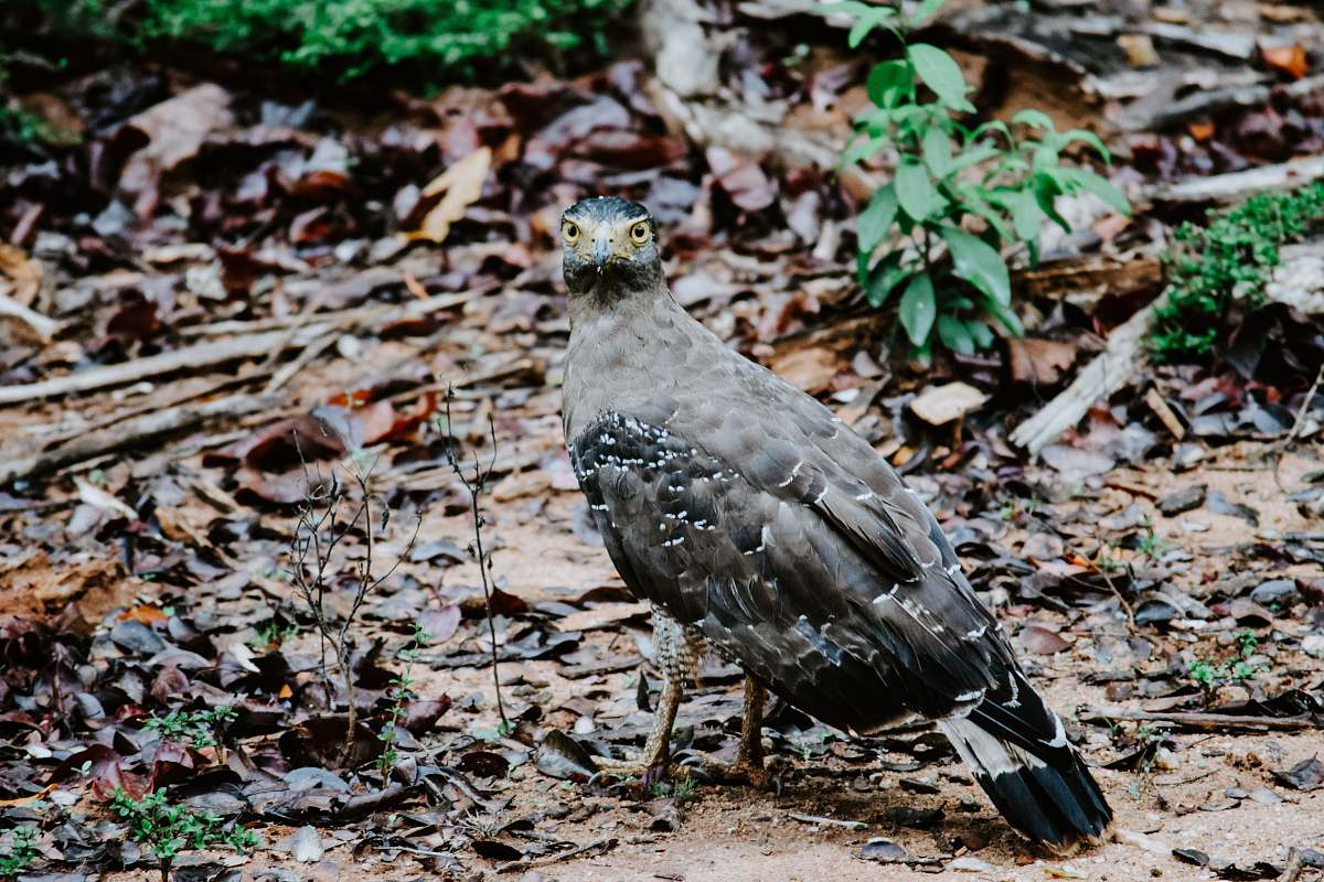 bird black and gray bird on ground ground